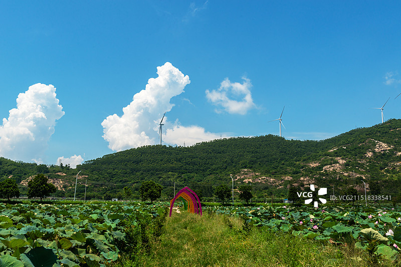 广东省阳江市阳东区东坪镇荷花景观图片素材