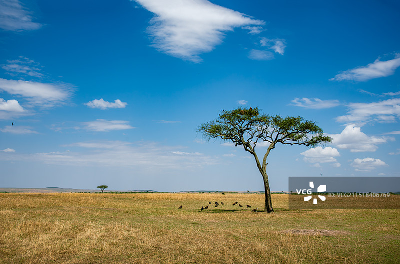 马赛马拉草原图片素材