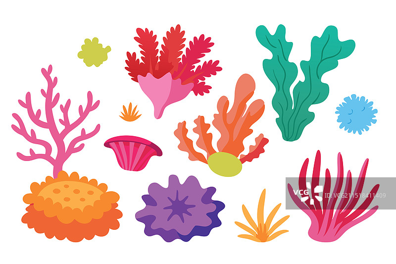 白色背景上鲜艳的水下珊瑚图片素材