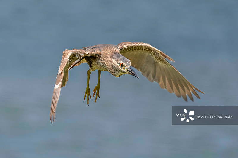 青岛城阳白沙河上飞翔的夜鹭幼鸟图片素材