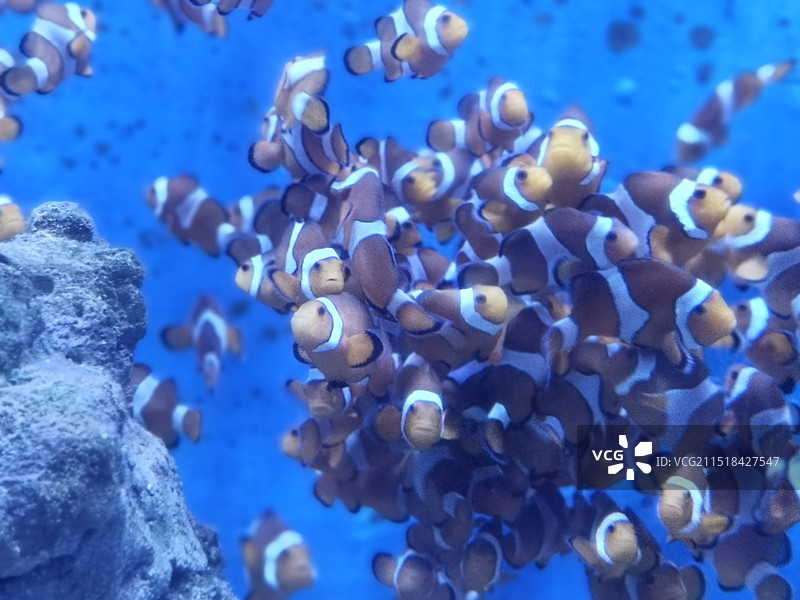 大连圣亚海洋世界图片素材