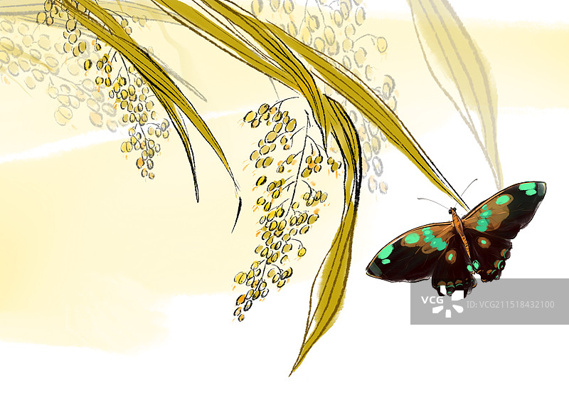 秋天，金色，丰收，成熟，稻穗，粮食，农业，蝴蝶图片素材