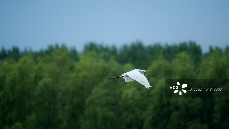 展翅飞翔的白鹭图片素材