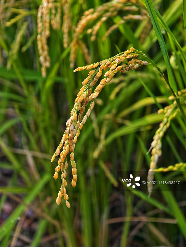 西安长安区丰收在望的稻穗（4）图片素材