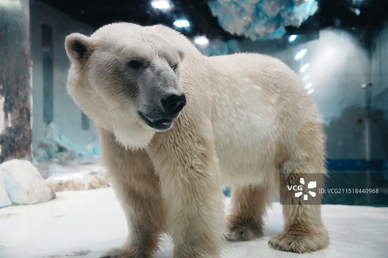 大连圣亚海洋世界图片素材