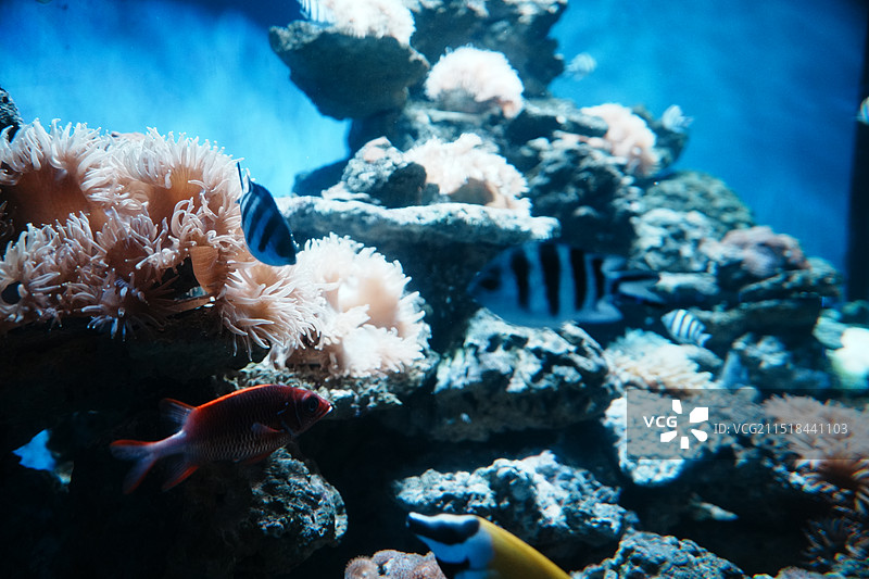 大连圣亚海洋世界图片素材