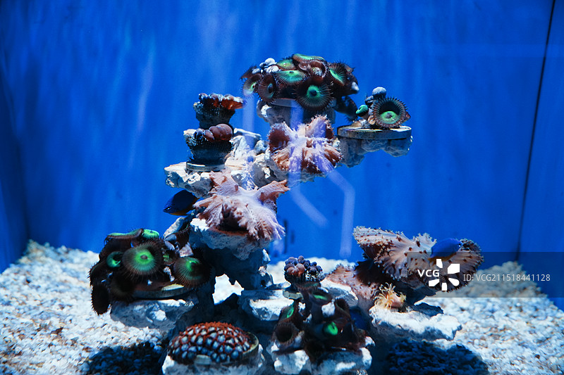 大连圣亚海洋世界图片素材