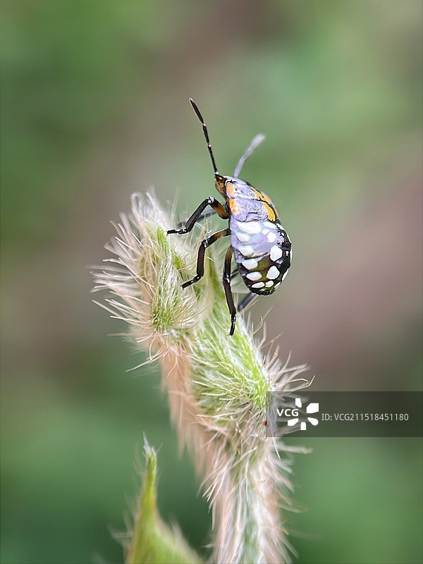 登高望远图片素材