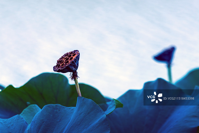 干枯的莲蓬图片素材