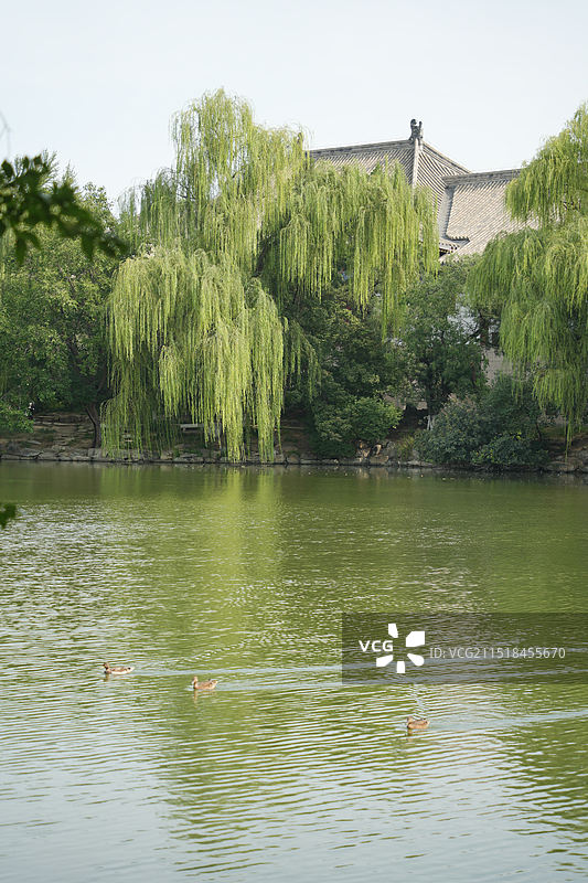 北京大学未名湖，湖边柳树，水面有鸳鸯游水，树林间有传统建筑屋顶图片素材