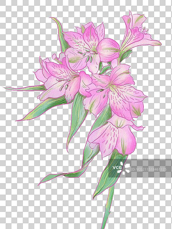 六出花水彩画免扣元素图片素材