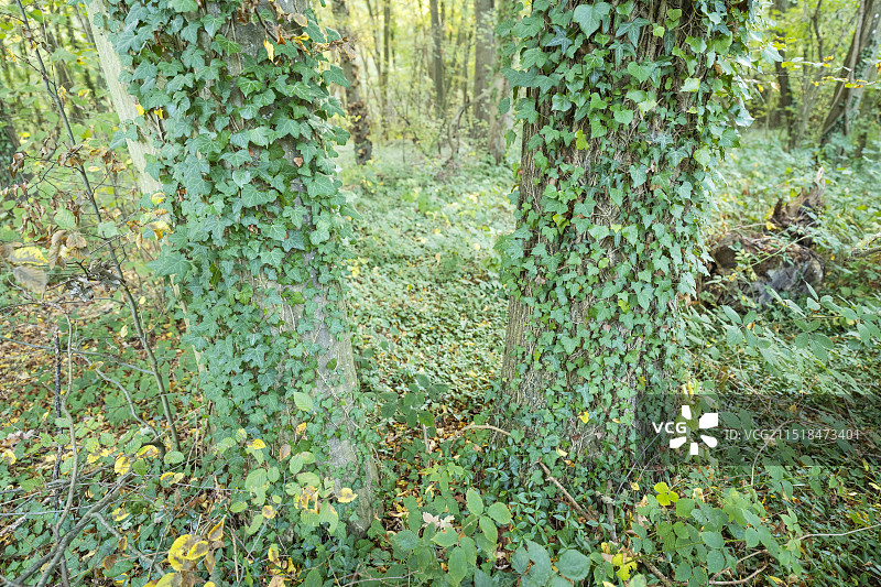 柳树上的常春藤图片素材