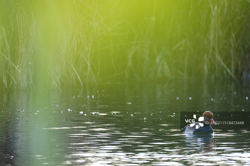 红头潜鸭图片素材