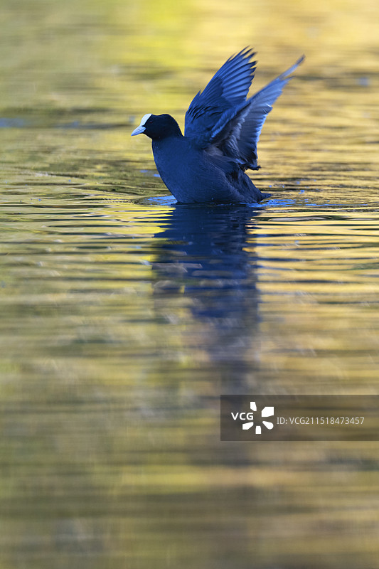 骨顶鸡图片素材
