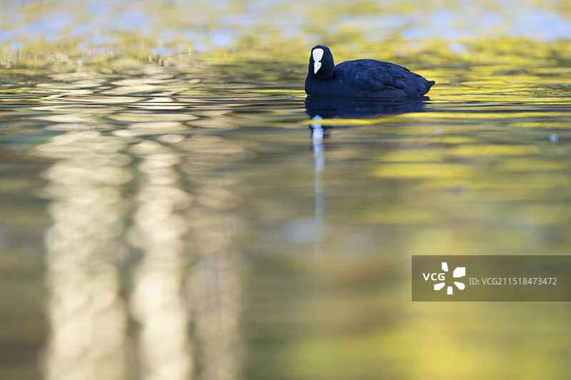 骨顶鸡图片素材