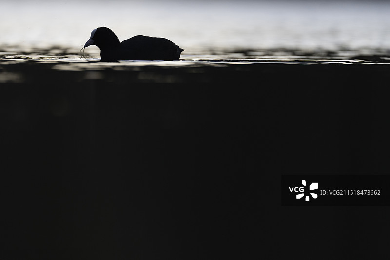 骨顶鸡图片素材