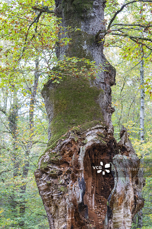 法国最古老的橡树图片素材