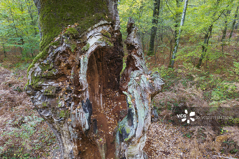 法国最古老的橡树“圣约翰橡树”图片素材