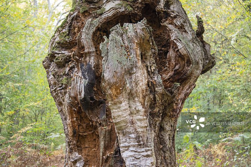 法国最古老的橡树图片素材