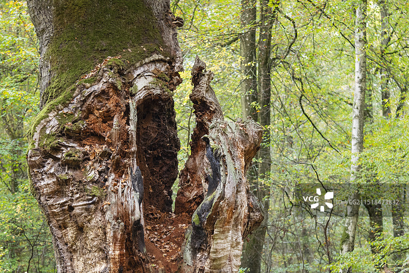 法国最古老的橡树图片素材