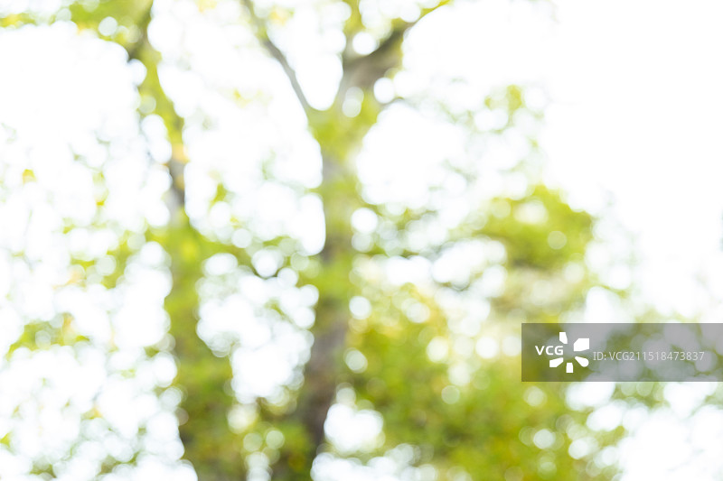 法国最古老的橡树图片素材