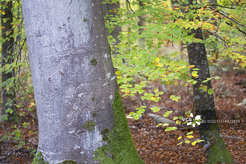 山毛榉树林图片素材