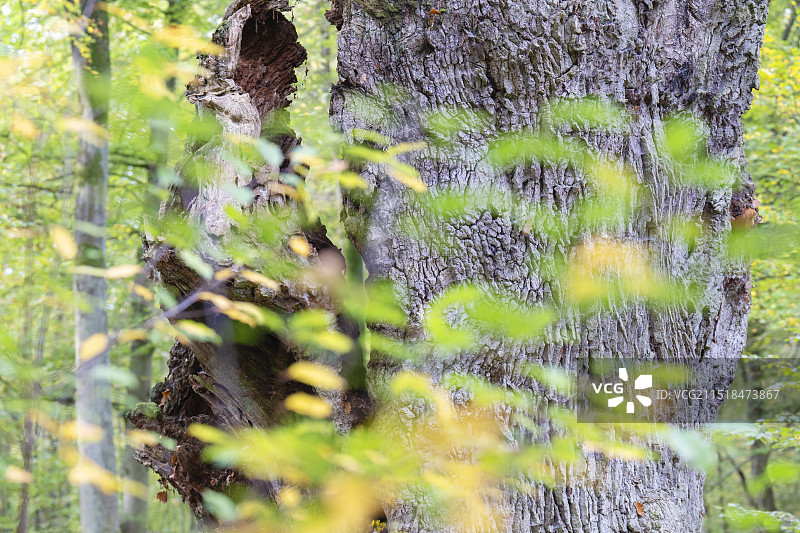 法国最古老的橡树图片素材