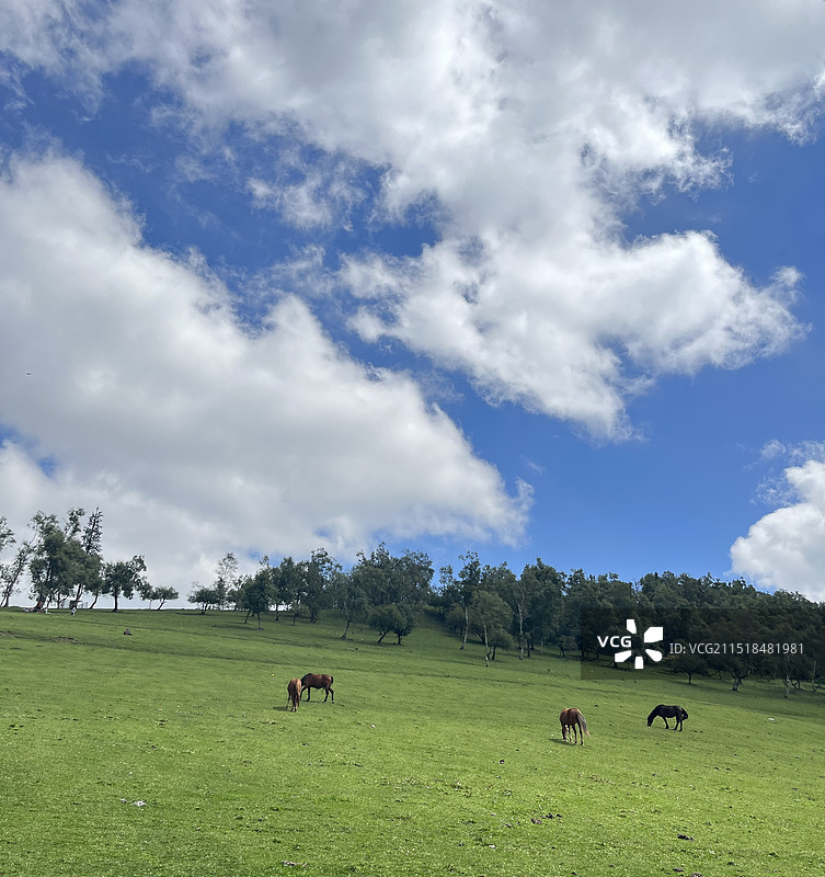 陕西阿勒泰—关山草原图片素材