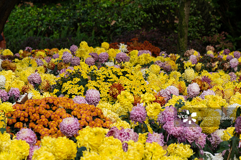 中国四川省成都市人民公园菊花展览，秋天寒露时节，一整片盛开的菊花花海风景图片素材