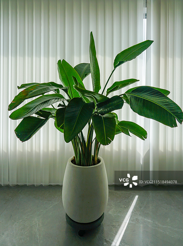 家装阳台鹤望兰旅人蕉图片素材