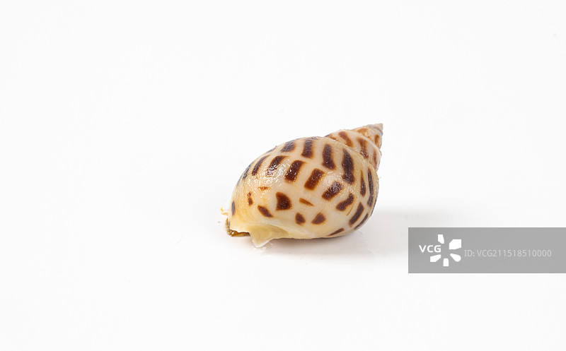 白底上的新鲜花螺图片素材