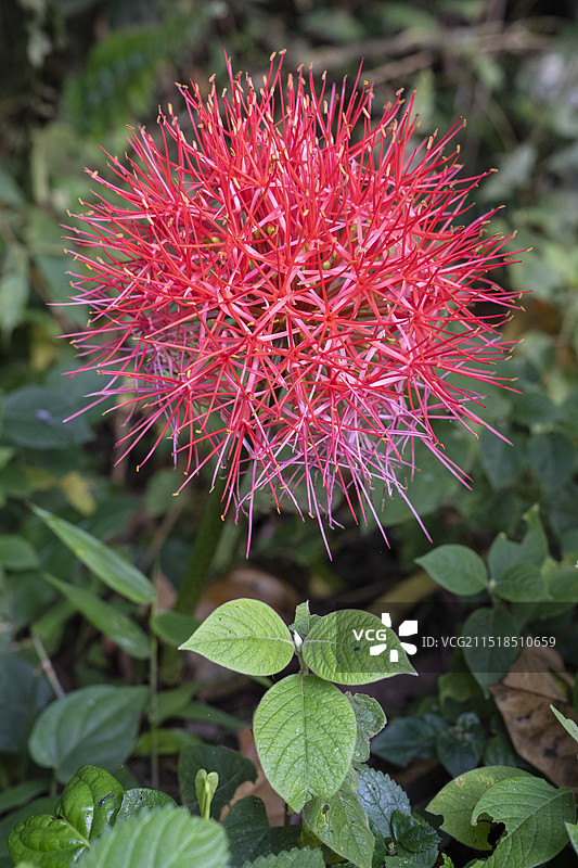 火球花或网球花图片素材