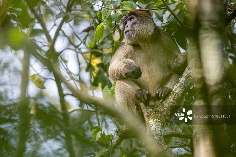 乌干达红疣猴图片素材