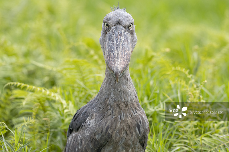 鲸头鹳图片素材