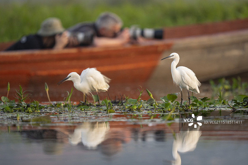 生态旅行摄影师与小白鹭图片素材