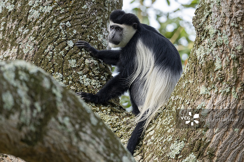黑白疣猴图片素材
