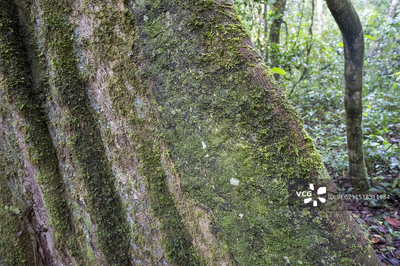 雨林树木与典型的板根及藤本植物图片素材