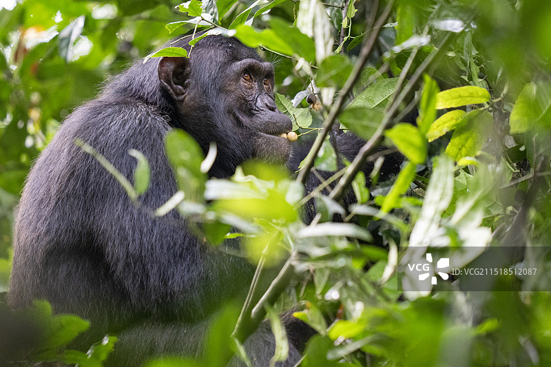 黑猩猩图片素材
