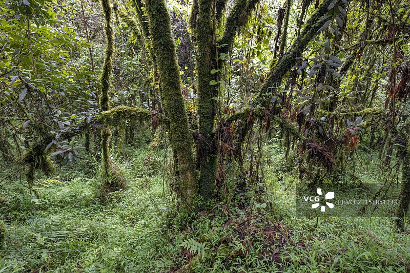 山地雨林图片素材