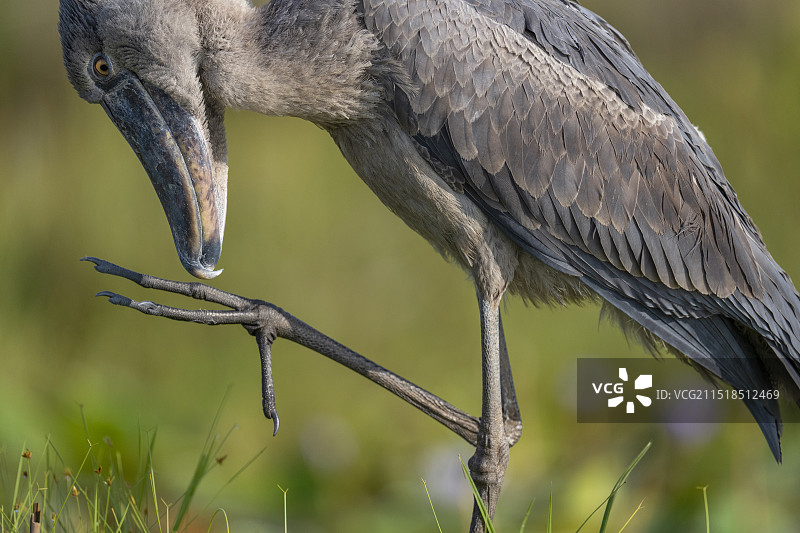鲸头鹳图片素材