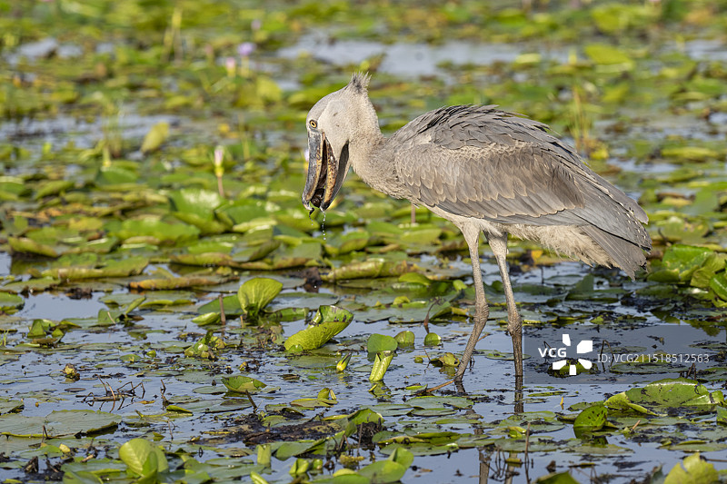 鲸头鹳图片素材
