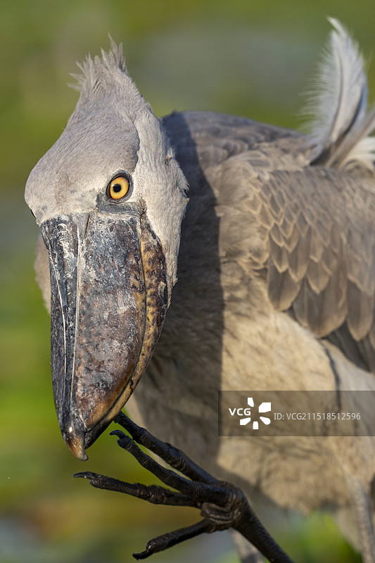 鲸头鹳图片素材