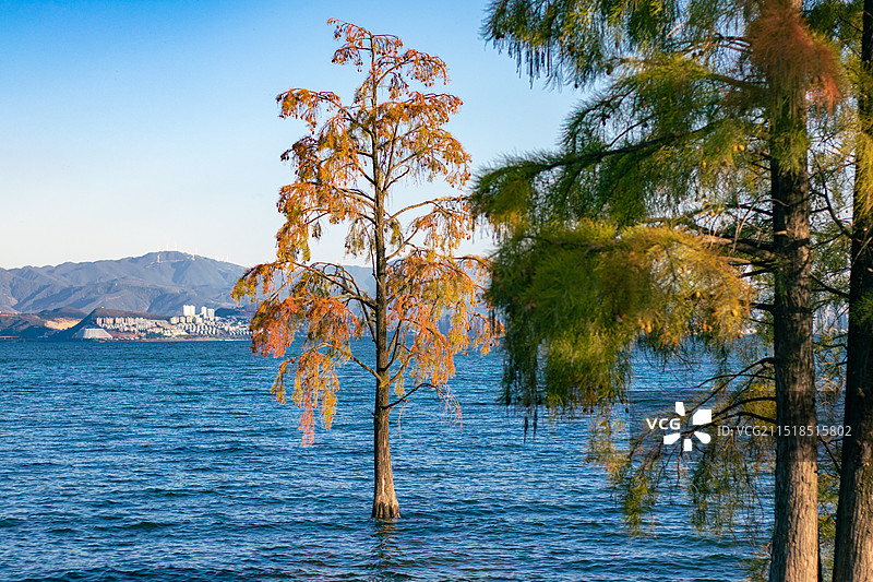 洱海边的古树图片素材