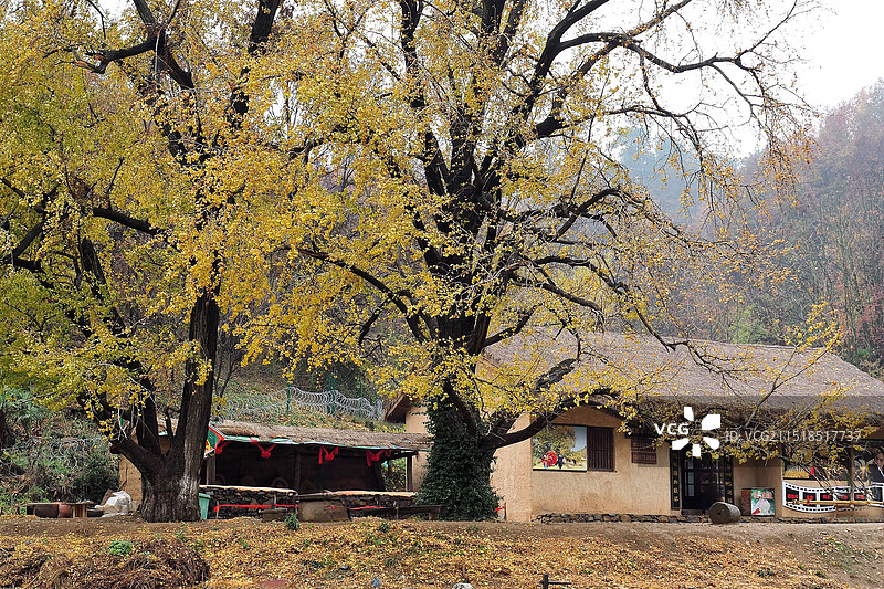 随州千年银杏谷景区图片素材