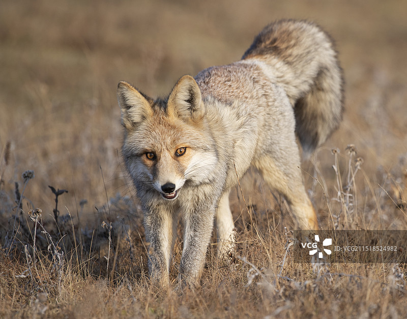 毛发丰满打算过冬的狐狸图片素材