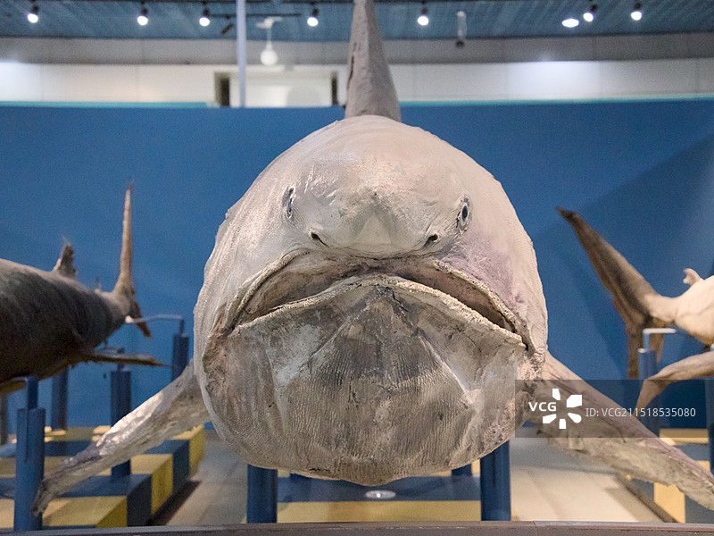 大连自然博物馆图片素材