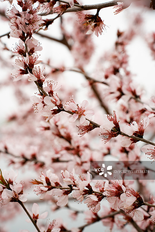 圆明园桃花溪图片素材