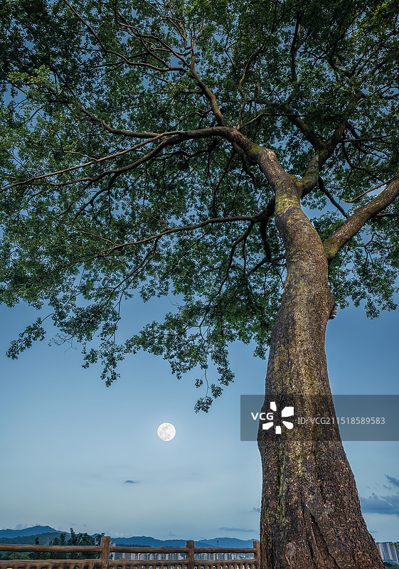 黄昏时分龙岩龙州湿地公园的朴树和月亮图片素材