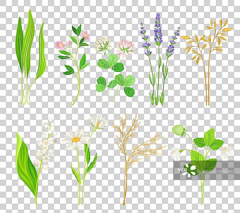 野花与草本开花植物图片素材