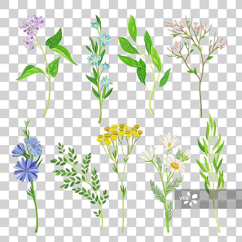 野花与草本开花植物图片素材